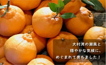 【先行受付】不知火(しらぬい) 袋掛け 約3kg[OAG004]