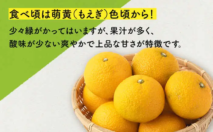 長崎県産スイートスプリング 約10kg[OCU001] みかん 10kg 先行予約 みかん