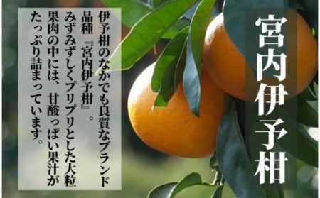 【宮内伊予柑】良品 約 5kg 【2027年2月頃から順次発送】 柑橘 くだもの フルーツ 愛みかん 愛媛みかん ミカン フルーツ 果物 みかん 柑橘 甘いみかん【PT008_x】