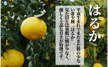 【はるか】良品約2.5kg 【2027年2月頃から順次発送】 愛媛 みかん 先行予約 蜜柑 柑橘 果物 くだもの フルーツ お取り寄せ グルメ 期間限定 数量限定 人気 おすすめ 愛媛県 松山市【PT010_x】