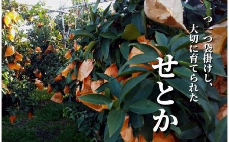 【せとか】家庭用 約2.8kg セトカ 愛媛県 松山市【PT0241_x】