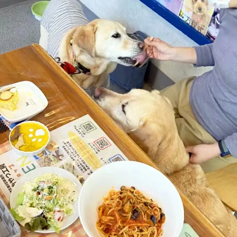 ”愛犬と伴にお食事” 「Dog Runs Well・ドッグパーク幸手店舗」お食事券 - チケット お食事券 カフェ 食事 ドッグカフェ ドッグラン 愛犬 犬 犬用おやつ おやつ Dog Runs Well ドッグランズウェル 埼玉県 幸手市