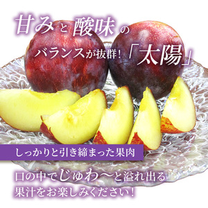 桃 志賀高原 プラム 太陽 1.4kg 12～13玉 桃