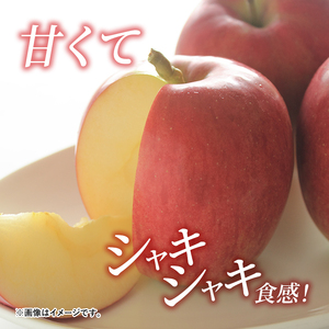 りんご 志賀高原 シナノスイート 秀16玉 5kg りんご