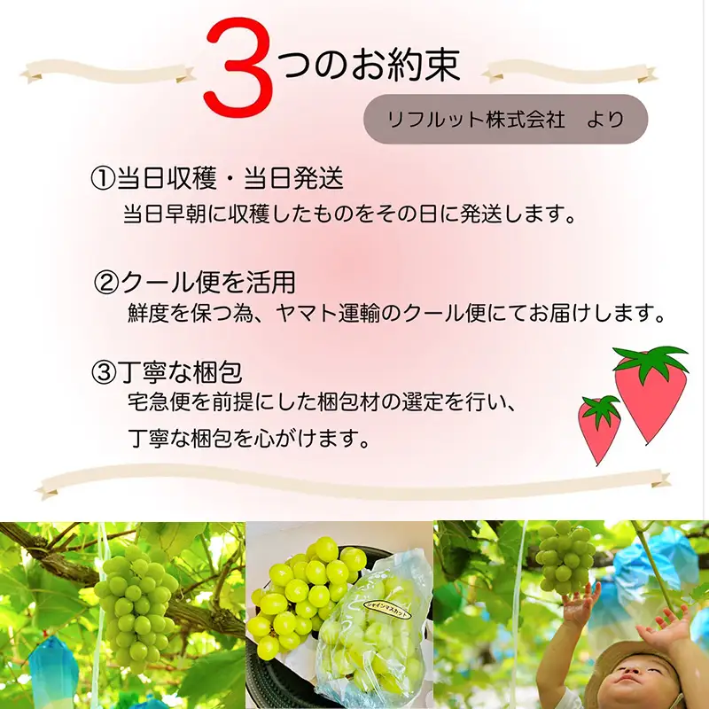 『先行予約』【令和8年10月中旬より順次発送】シャインマスカット3kg 4房～6房