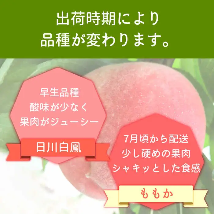 【2027年6月-発送】温室桃 約1kg [SAP002] 桃