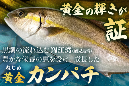 【配送日指定可能】 鹿児島 ねじめ黄金カンパチ フィレ 1尾（約1,250g×2枚）冷蔵便 JF-506| 魚 直送 養殖 根占 さかな 身が引き締まった かんぱち 漁師 刺身 寿司 しゃぶしゃぶ ぷりぷり食感 鹿児島県 南大隅町 ねじめ漁業協同組合