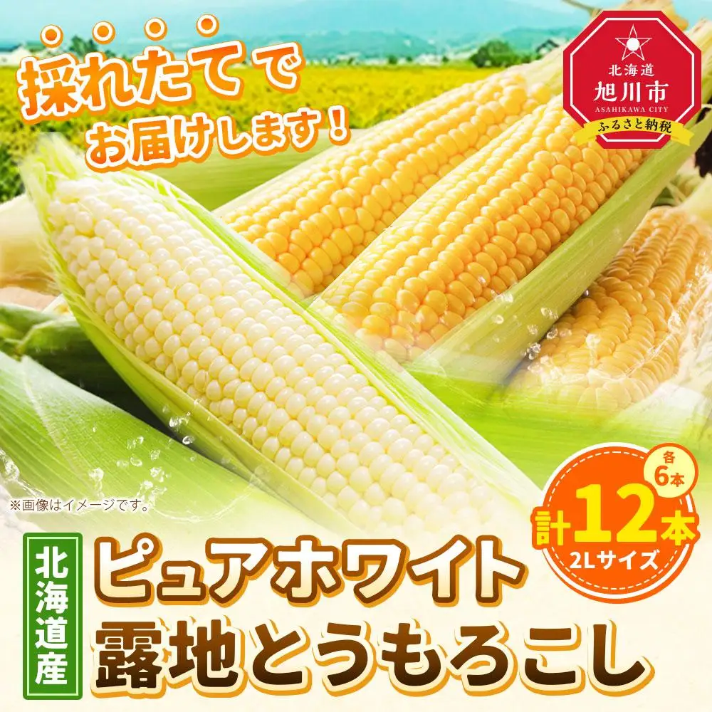 高評価★5.0【先行予約】北海道産ピュアホワイト・露地とうもろこし　計12本 2026年8月下旬から発送開始 | とうもろこし _00113