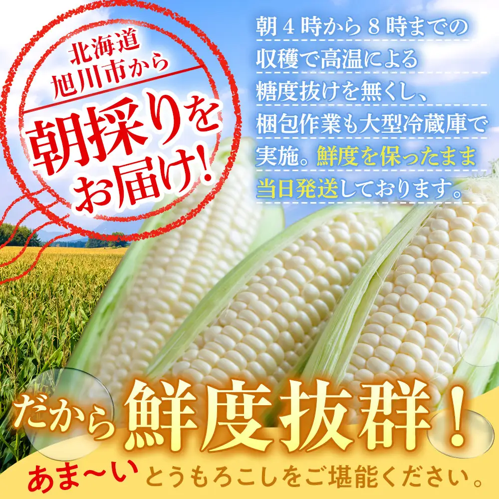 高評価★5.0【先行予約】あさひやま動物園しろくまコーン4kg(ホワイトレディ10本)2026年8月下旬から発送開始 | とうもろこし 北海道産とうもろこし _00308