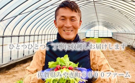 FV006_【3回定期便】大容量ベビーリーフ200ｇ×４セット 有機JAS認証取得