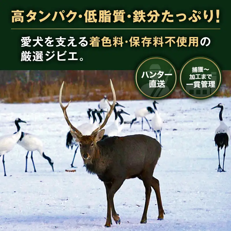 【ペット用ジビエ】無添加 エゾシカ 肩甲骨 1枚 犬用  北海道産 鹿肉【deer food】ハンター直送 [ 健康 体 毎日 習慣 大事 安心 安全 ブロック カット 骨 ]  