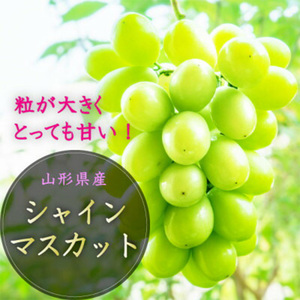 【2026年先行予約】山形県中山町産特大大粒シャインマスカット 約700g～約800g(1房) 期間限定 数量限定 山形県産 フルーツ 高級 贅沢 ぶどう ブドウ 葡萄 F4A-0105