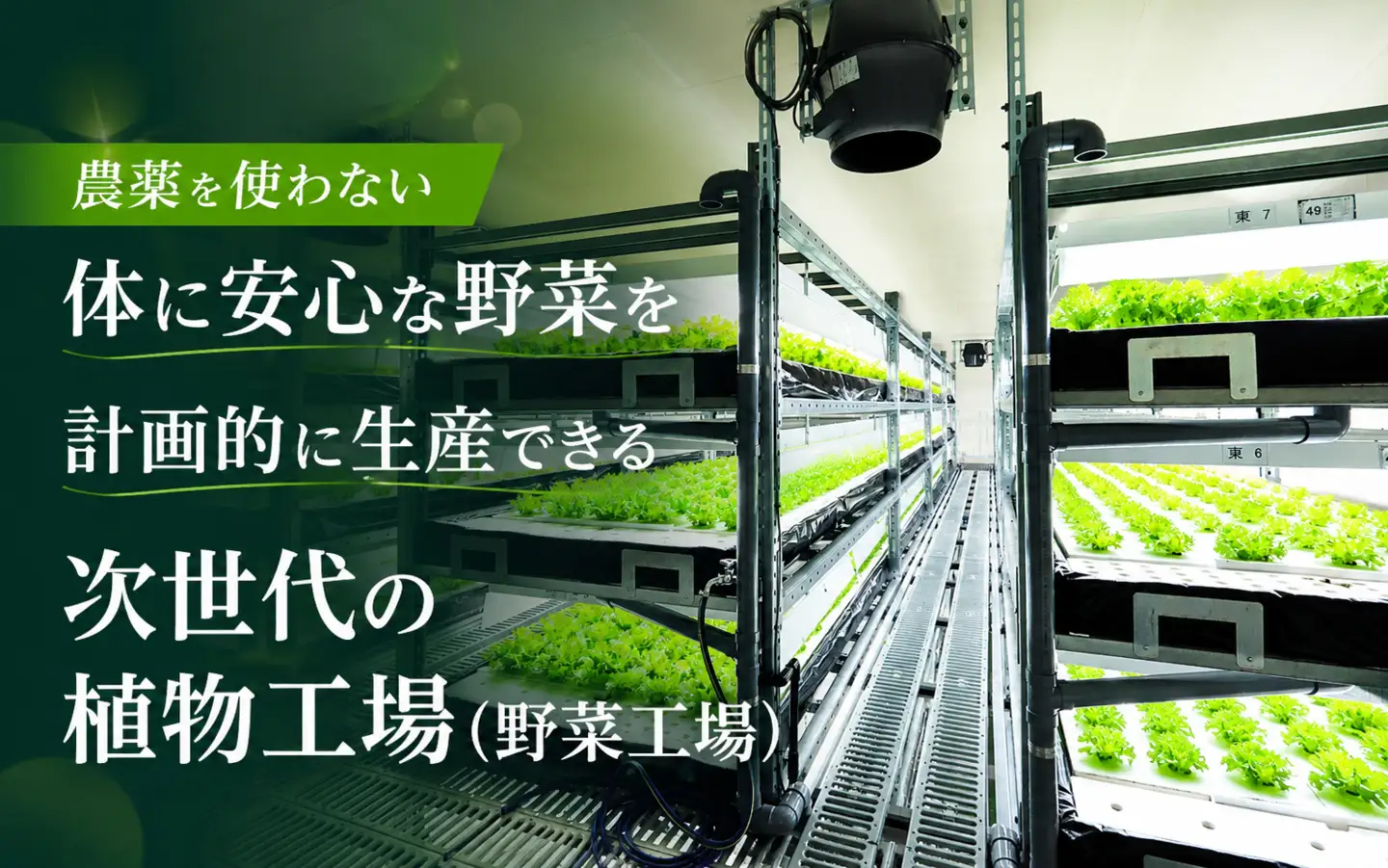 【農薬不使用】レタス Leaf Mie（完全人工光型植物工場レタス）約80g×25個　3ヶ月連続お届け【fskk-tkb0001】