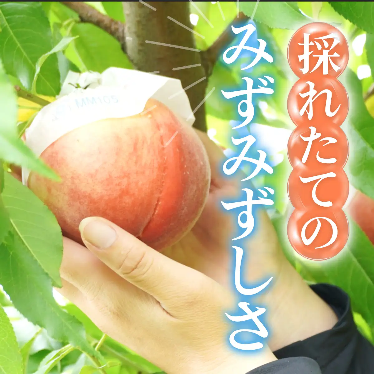 【2026年発送★先行予約】山梨の完熟桃3.3kg以上 111-019-26y