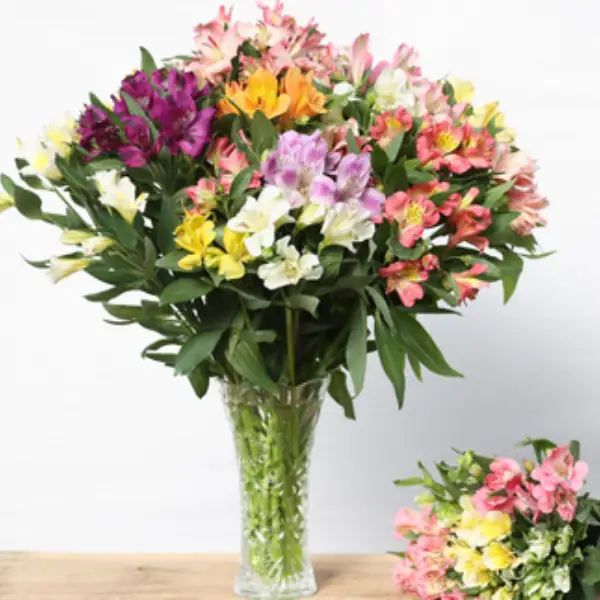 定期便６回便　切り花 アルストロメリア【上級品・生花　花丈80cm・35本前後】4～9月（KS-T503）