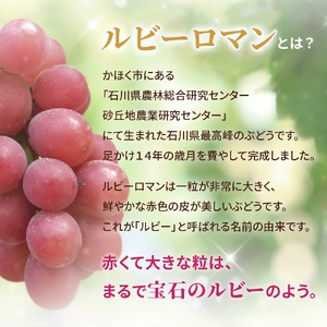 ルビーロマン 1房 約500g（1箱）【2026年収穫分】｜ ぶどう ぶどう 葡萄