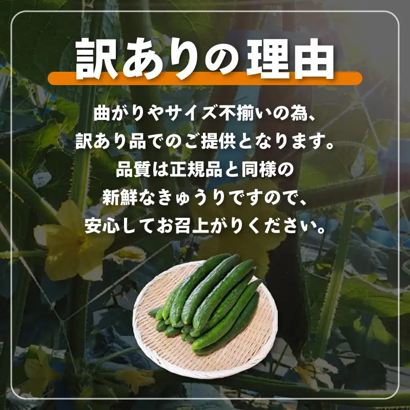 【先行予約】【訳あり】期間限定 太陽の光サンサンと浴びた「SunSun きゅうり」 2kg以上【2026年7月上旬以降順次発送】【胡瓜 野菜 漬物】 [e35-a056]
