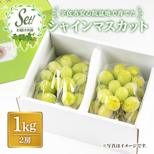 【ふるなびWEEK対象】シャインマスカット 約1kg ｼｬｲﾝﾏｽｶｯﾄ【106300101・106300152】【大分県農業協同組合　北部エリア】