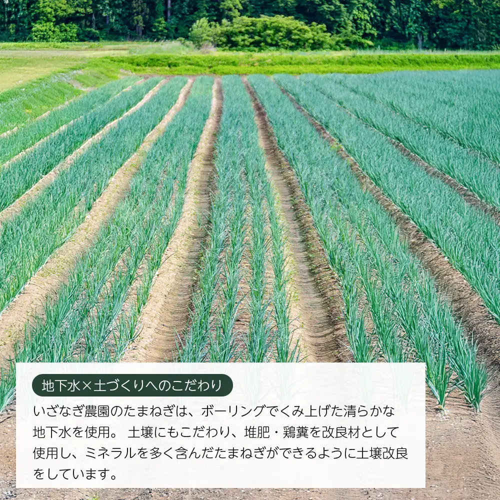 いざなぎ農園の淡路島玉ねぎ 10kg　玉ねぎ