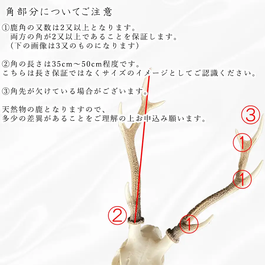 鹿スカル/スカルトロフィー 鹿 鹿角 ツノ 骨 インテリア 趣味 狩猟