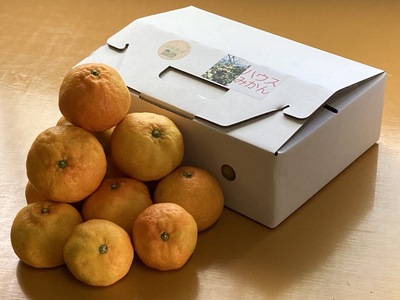 みかん 愛媛 ハウスみかん 2.5kg 人気 数量限定 柑橘 伊予市｜B129