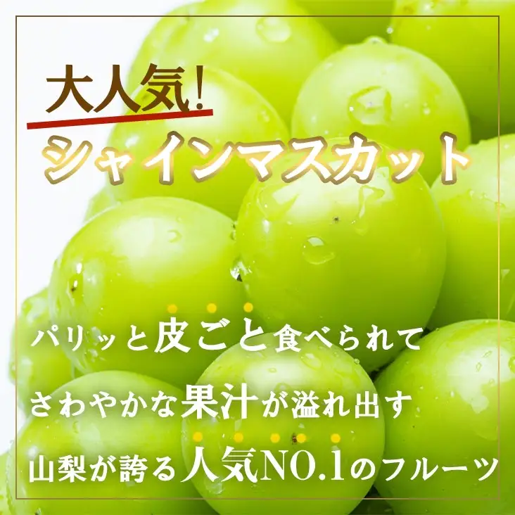 【2026年発送★先行予約】厳選!!池田青果のシャインマスカット1.5~1.6 kg 2 房~4 房173-007