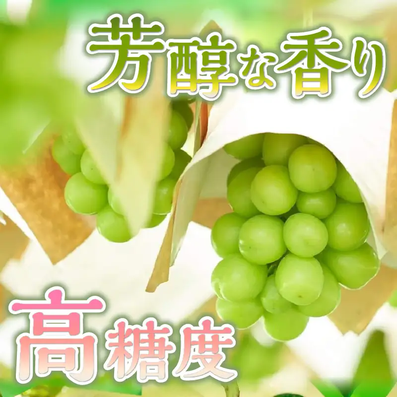 【ふるなびWEEK対象】山梨県産シャインマスカット 1kg（2～３房）【化学肥料、除草剤不使用】ぶどう 葡萄 フルーツ 果物 農園直送