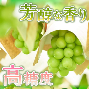 山梨県産シャインマスカット 2kg（3～5房）【化学肥料、除草剤不使用】ぶどう 葡萄 フルーツ 果物 農園直送