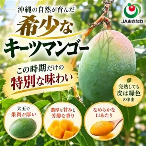【2027年8月上旬から順次発送・贈答用】JAおきなわ厳選 幻のキーツマンゴー約2kg(2～3玉)【配送不可地域：離島】【1390927】