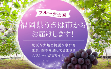 【先行予約】コクのある甘さ 種あり 巨峰 4房から6房 2026年8月下旬から9月上旬 出荷予定【春光園】 ぶどう ブドウ 葡萄 巨峰 種あり 果物 フルーツ