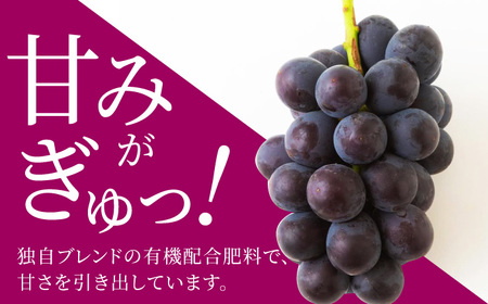 【先行予約】種あり 巨峰 3房 梨 2玉から3玉 セット 2026年8月下旬から9月上旬 出荷予定【春光園】 有機配合肥料使用 ぶどう ブドウ 葡萄 巨峰 梨 なし 果物 フルーツ 詰め合わせ