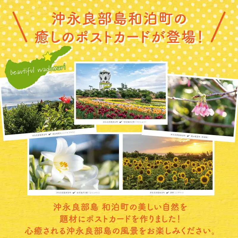花と癒しの島！沖永良部島オリジナルポストカード（花編） W060-002u 雑貨 日用品