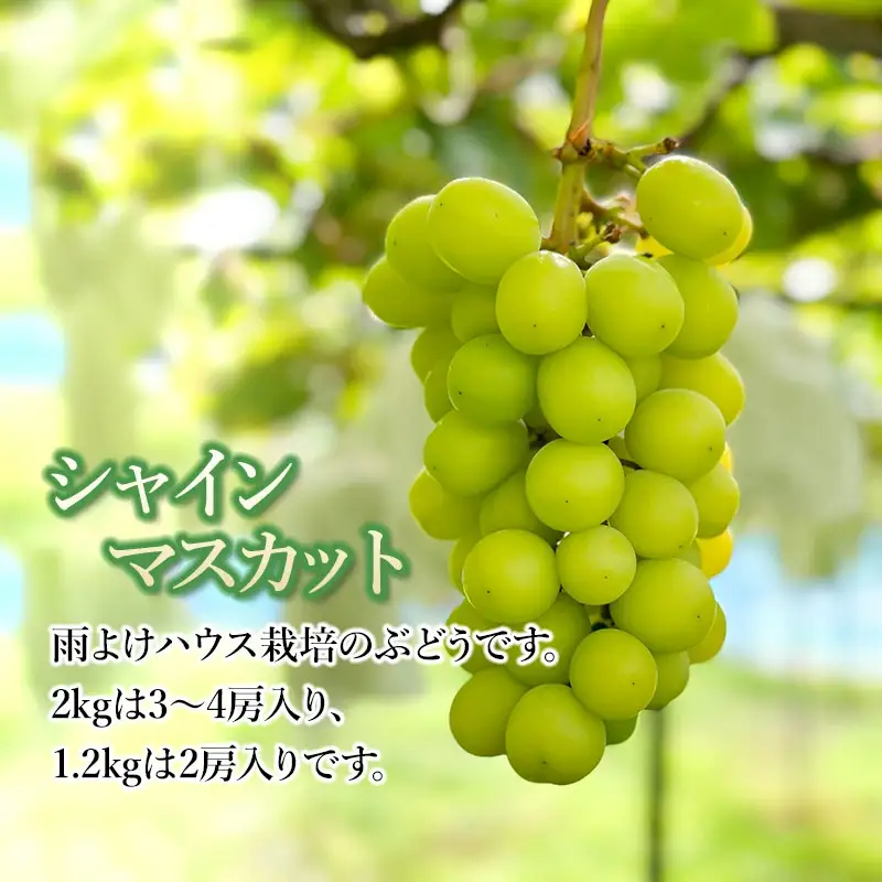 【令和8年産先行予約】 シャインマスカット 約2kg (3～4房) 山形県鶴岡市　伊藤農園