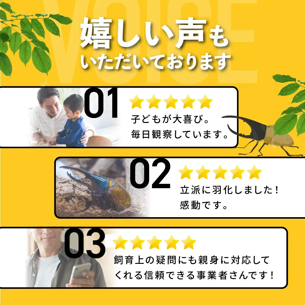 【先行予約】ヘラクレスオオカブト3令幼虫ペア ※育て方の説明書付き※配送不可地域あり【2026年9月から順次発送】
