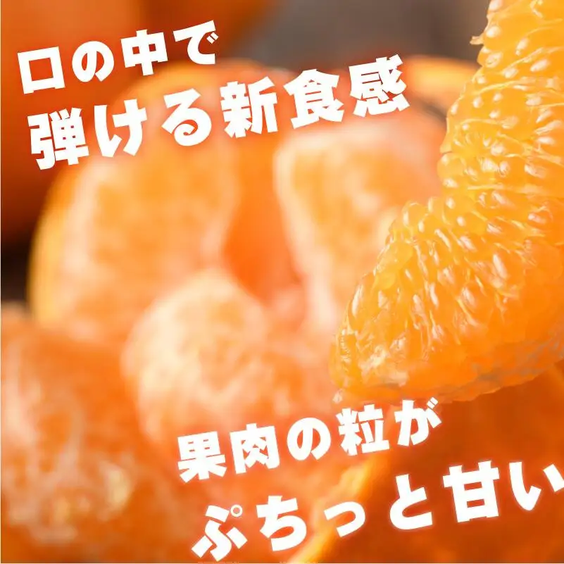 【先行予約】はるみ 5kg S～2L 愛媛県今治市