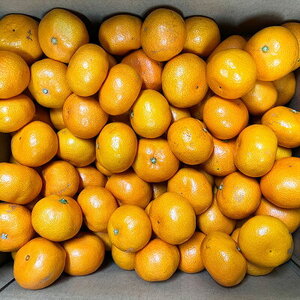 【2026年先行予約】ご家庭用　有田みかん 約5kg (S、Mサイズ)【湯浅町】_AT6321