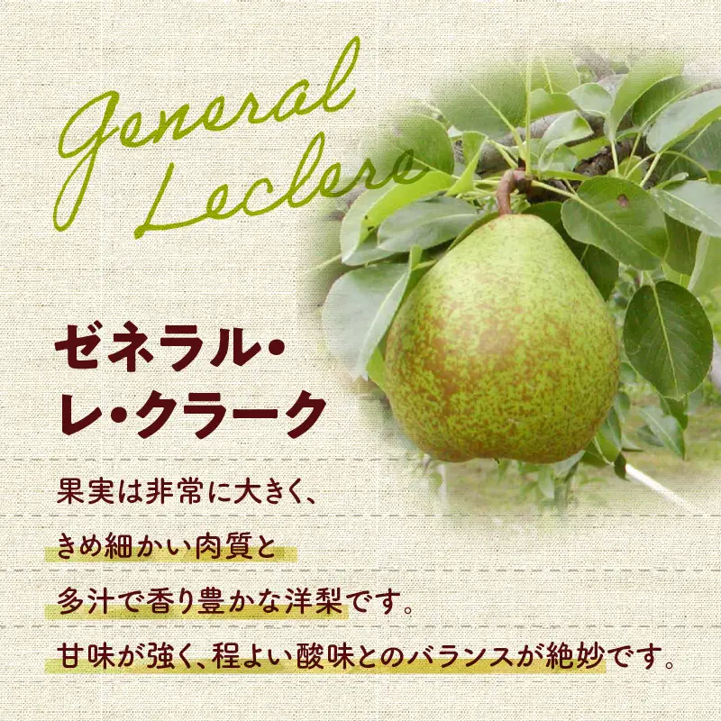 【先行受付：2026年10月中旬以降発送分】洋梨（ゼネラル・レ・クラーク） 5kg 香り豊か 甘味が強い 程よい酸味 北海道 余市 季節限定 フルーツ デザート_Y010-0654