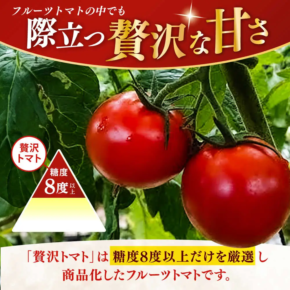 【先行予約】 高知県高知市産 贅沢フルーツトマト 約2kg 〈2027年2月初旬～5月中旬まで発送〉 / トマト とまと フルーツトマト 2kg 2キロ 野菜 果物 サラダ お弁当 デザート 【片山農園】 [ATCI001]