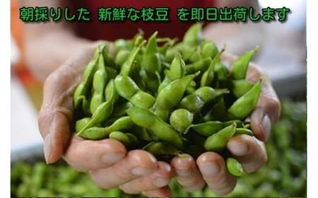 【令和9年産】 だだちゃ豆 「早生甘露」 1.2kg（600g×2袋） 山形セレクション認定 山形県鶴岡市 K-931 白山ちゃ茶農園