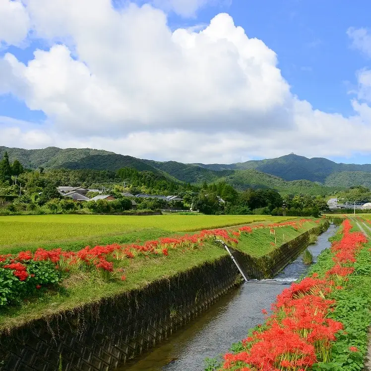 【令和6年産】＜新米・8月発送開始＞ 農家自慢のお米 5kg 鹿児島県南さつま市産 鹿児島県産 コシヒカリ ヒノヒカリ 米 白米 お米 おこめ コメ 精米