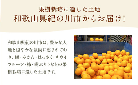 八朔 約10kg ｍ＆ｎ果実園《2027年1月下旬-3月中旬頃出荷》和歌山県 紀の川市 果物 フルーツ はっさく 柑橘類 送料無料