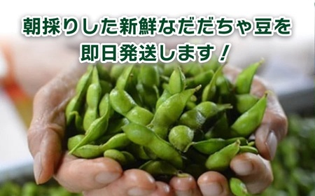 【令和8年産先行予約】山形セレクション認定　だだちゃ豆 「白山だだちゃ」 2.5kg（500g×5袋）　山形県鶴岡市　白山ちゃ茶農園　K-861　| だだちゃ豆 枝豆 えだまめ 豆 2.5キロ 夏の味覚 おつまみ 旬の野菜 期間限定 名産品 ビールのお供 手土産 山形県 庄内 東北 返礼品