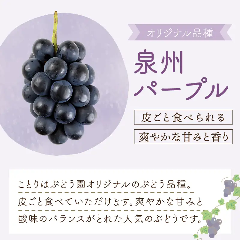 泉州ぶどう 泉州の黒ぶどう3種食べ比べセット【065C-002】