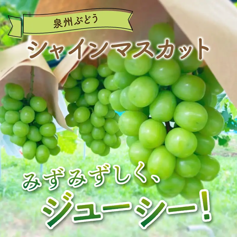 泉州ぶどう シャインマスカット 1房【065D-010】