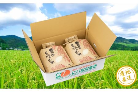 【令和6年産】＜新米・8月発送開始＞ 農家自慢のお米 10kg 鹿児島県南さつま市産 コシヒカリ ヒノヒカリ 米 白米 お米 おこめ コメ 精米