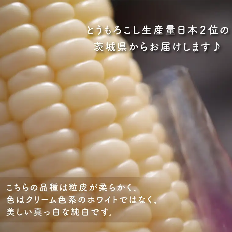 数量限定 白いおおもの(トウモロコシ)5kg （AY-6）