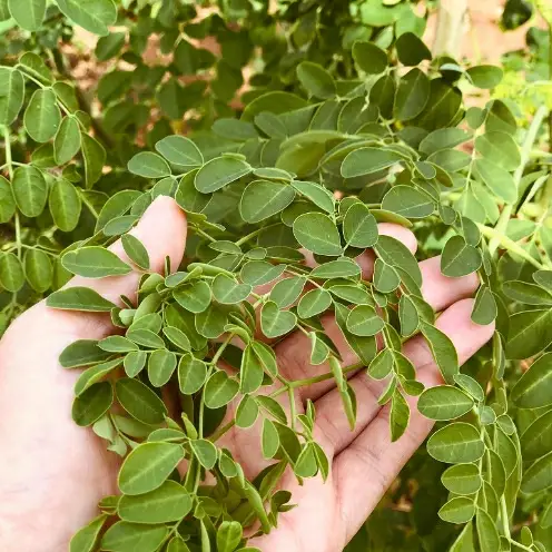 【沖縄ウスリファーム】モリンガ茶ティーパック(大）60g×3袋