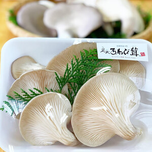特選 竜王 足太あわび茸（生）250ｇ
