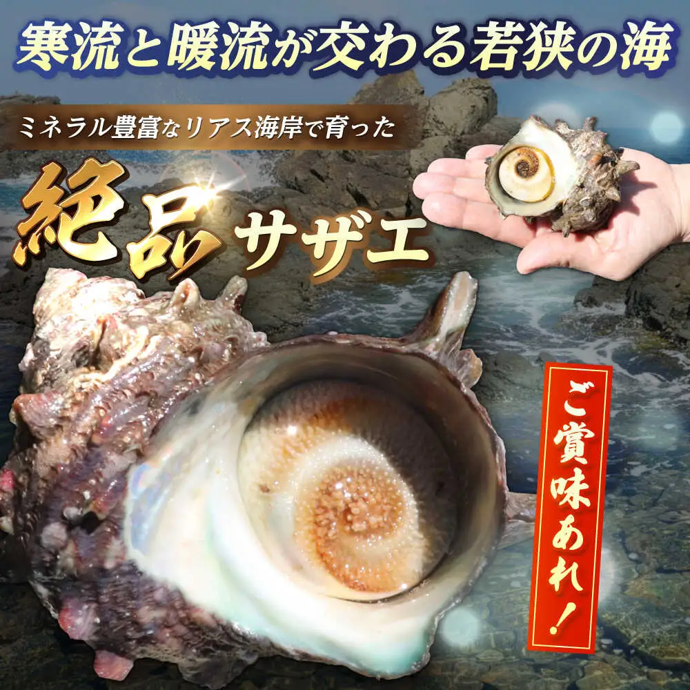 先行予約 2026年6月発送 サザエ 天然 活サザエ 2kg 15～30個 朝獲れ BBQ小浜市 / 桝屋商店【配送不可地域：北海道・沖縄・離島】 [BFAO015] 