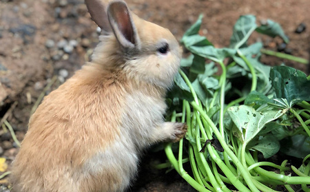 やんばるの自然の中で牧場体験！【6泊朝食付き】（4名様）